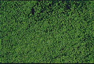 mikroflor Belaubungsvlies dunkelgr�n 28x14 cm - Heki 1602 allgemein