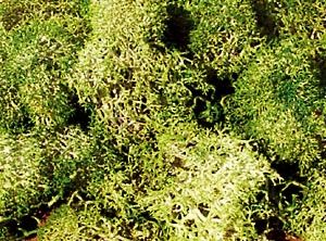 Islandmoos grau-gr�n 30 g - Heki 3217 allgemein