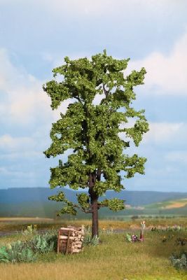 0/N Linde, 18,5 cm hoch - Noch 21780 allgemein