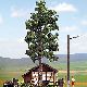 Laubbaum, 320 mm, 0