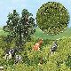Sommeraue, 2-farbig