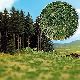 Waldrand, 3-farbig