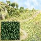Streupulver dunkelgr�n