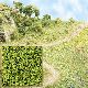 Streupulver maigr�n