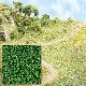 Streupulver mittelgr�n