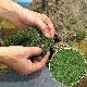 Foliage maigr�n