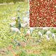 Bl�ten Sommerblumen