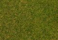 Grasfasern, Fr�hsommerwiese,