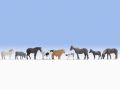 H0 Tiere auf dem Bauernhof