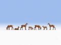 H0 Rehe
