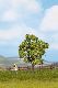 Obstbaum, gr�n, ca 7,5cm