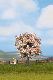 Obstbaum, bl�hend 7,5cm