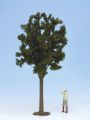G Laubbaum, ca. 40 cm hoch
