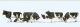 K�he, schwarz gefleckt