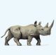 Afrikanisches Nashorn
