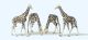 Giraffen