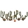 1/2 - 2 1/2 Cactus Plants 13
