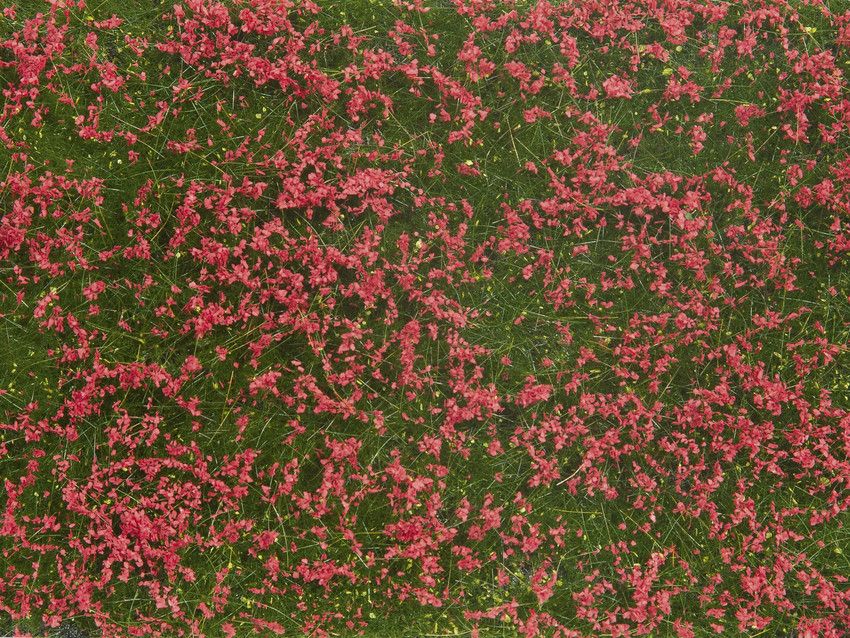 07257 Noch - Bodend.-Foliage Wiese rot - allgemein
