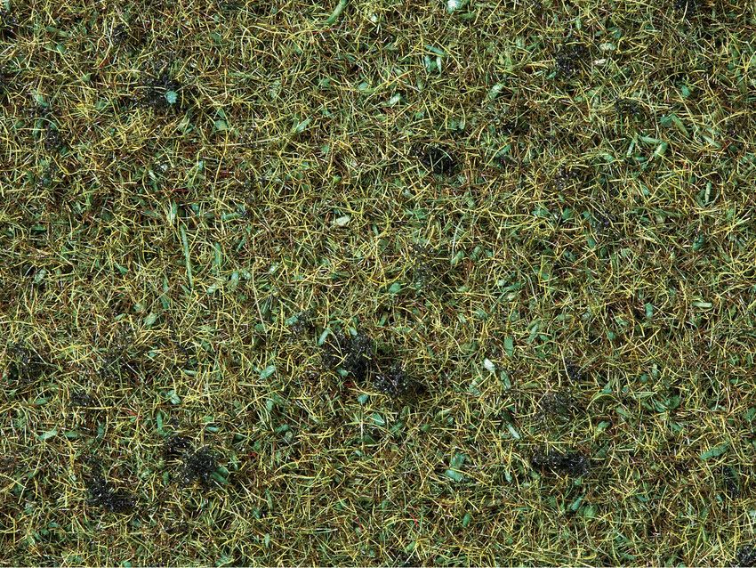 08157 Noch - Streugras Waldboden, 2,5 mm - allgemein