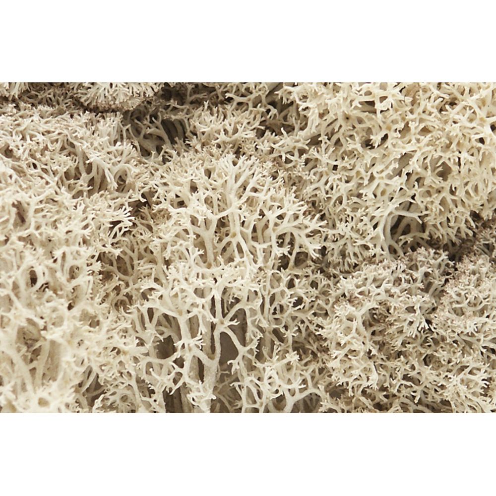 WL166 Woodland - Natur Islandmoos - allgemein